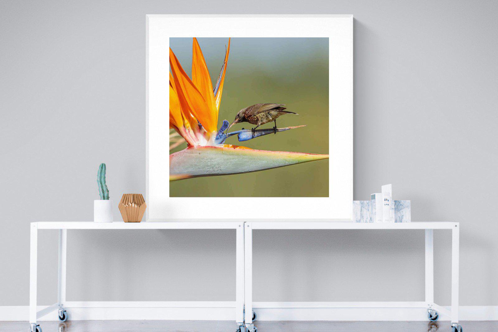 Hummingbird-Wall_Art-120 x 120cm-Framed Print-White-Pixalot