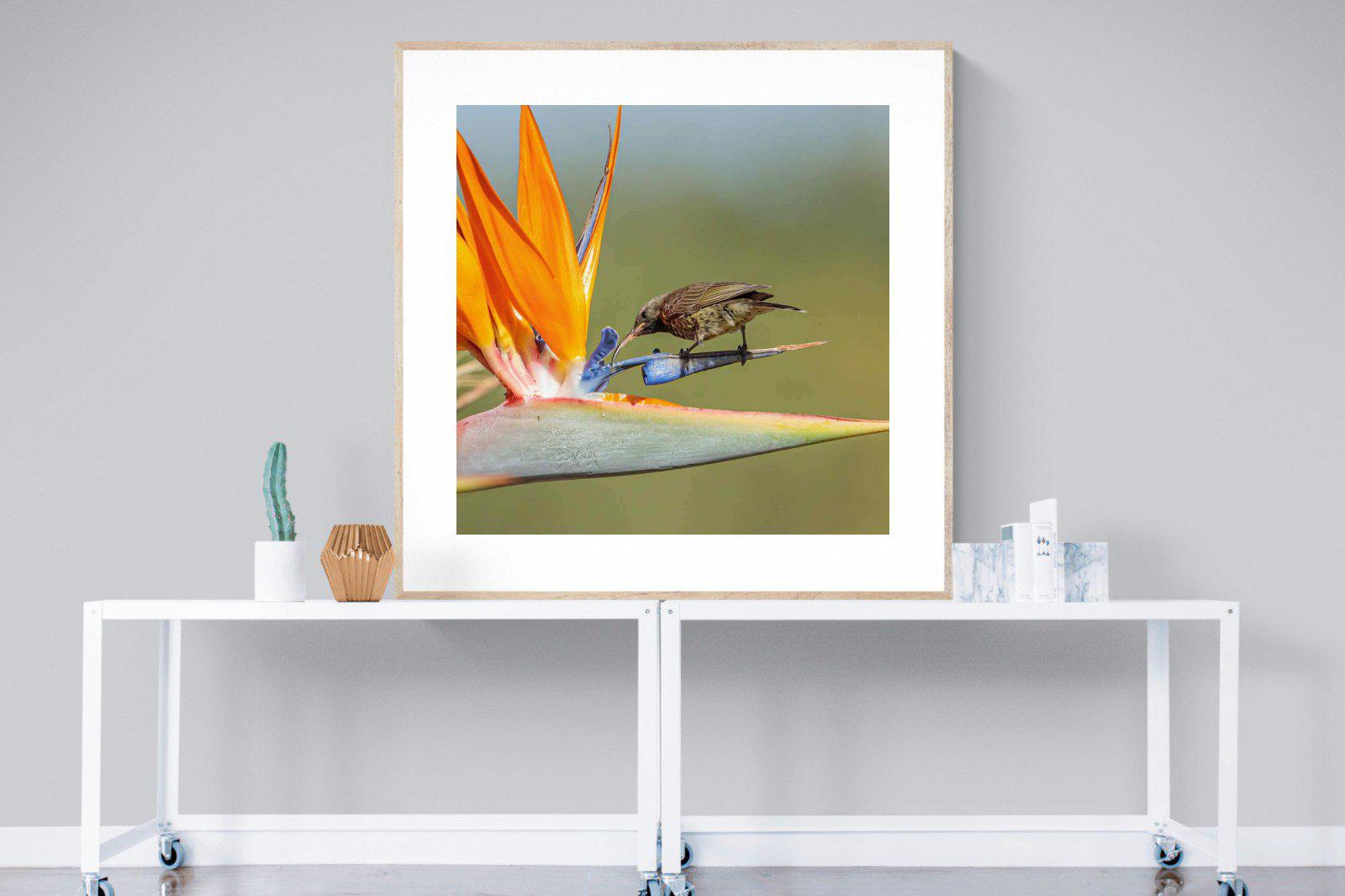 Hummingbird-Wall_Art-120 x 120cm-Framed Print-Wood-Pixalot
