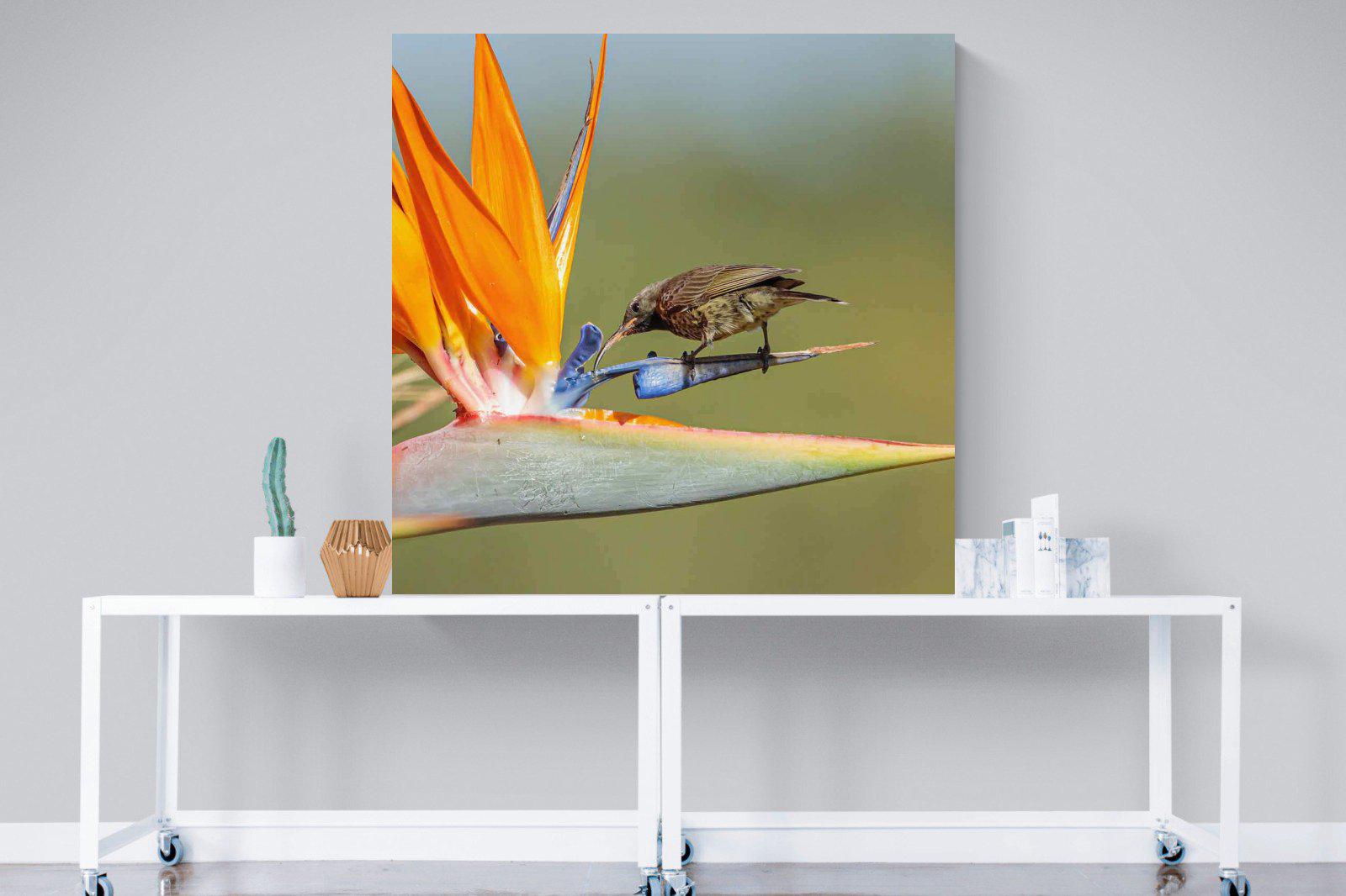 Hummingbird-Wall_Art-120 x 120cm-Mounted Canvas-No Frame-Pixalot