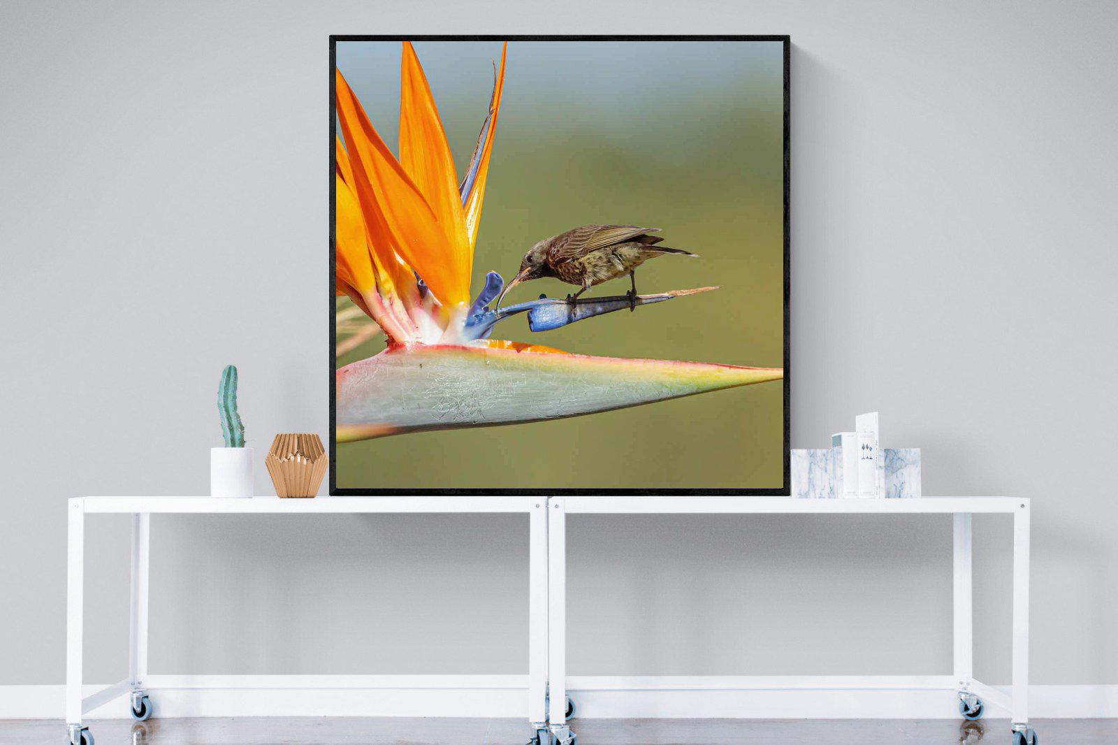 Hummingbird-Wall_Art-120 x 120cm-Mounted Canvas-Black-Pixalot