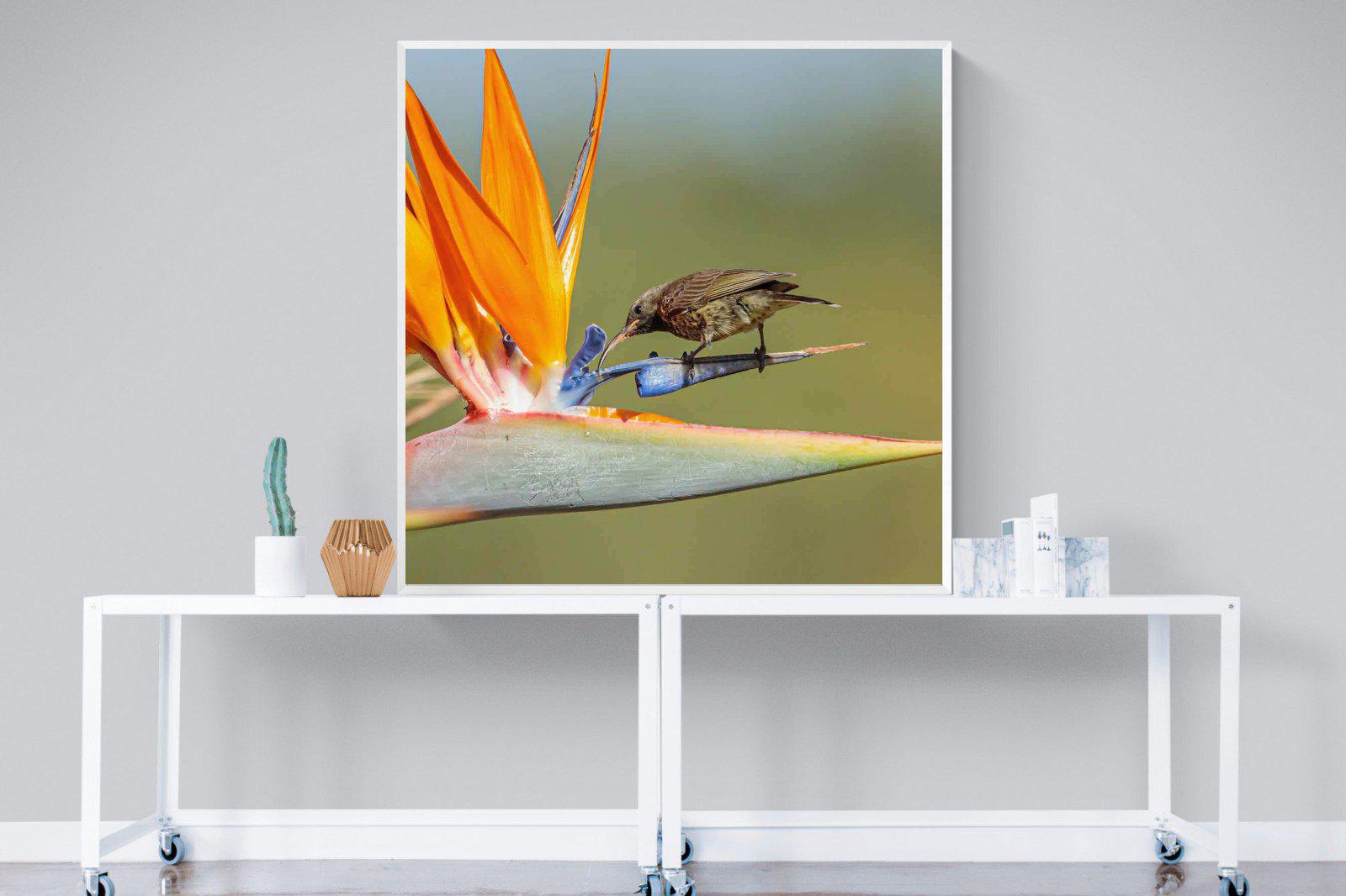 Hummingbird-Wall_Art-120 x 120cm-Mounted Canvas-White-Pixalot