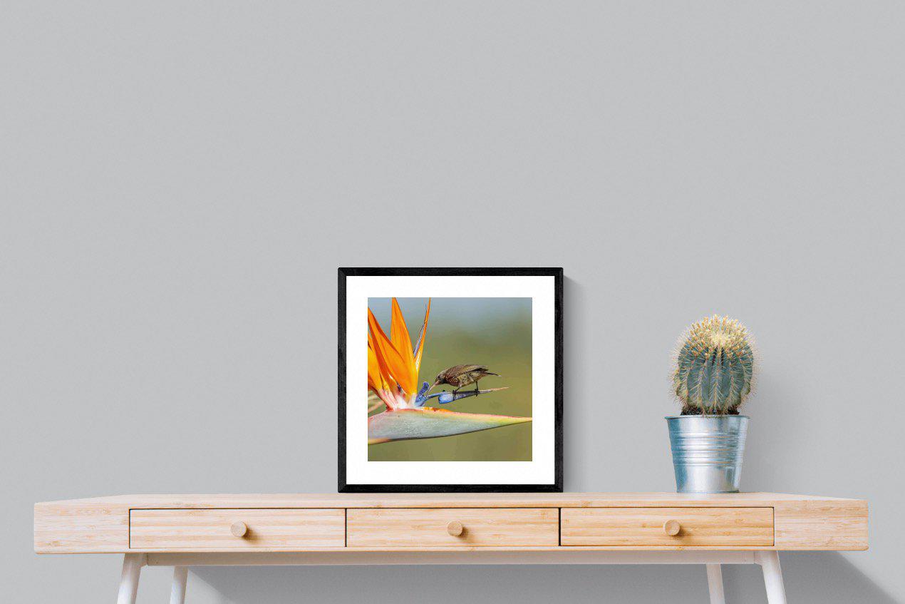 Hummingbird-Wall_Art-50 x 50cm-Framed Print-Black-Pixalot