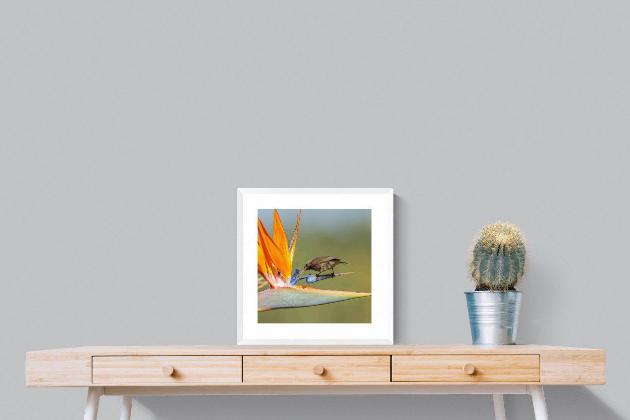 Hummingbird-Wall_Art-50 x 50cm-Framed Print-White-Pixalot
