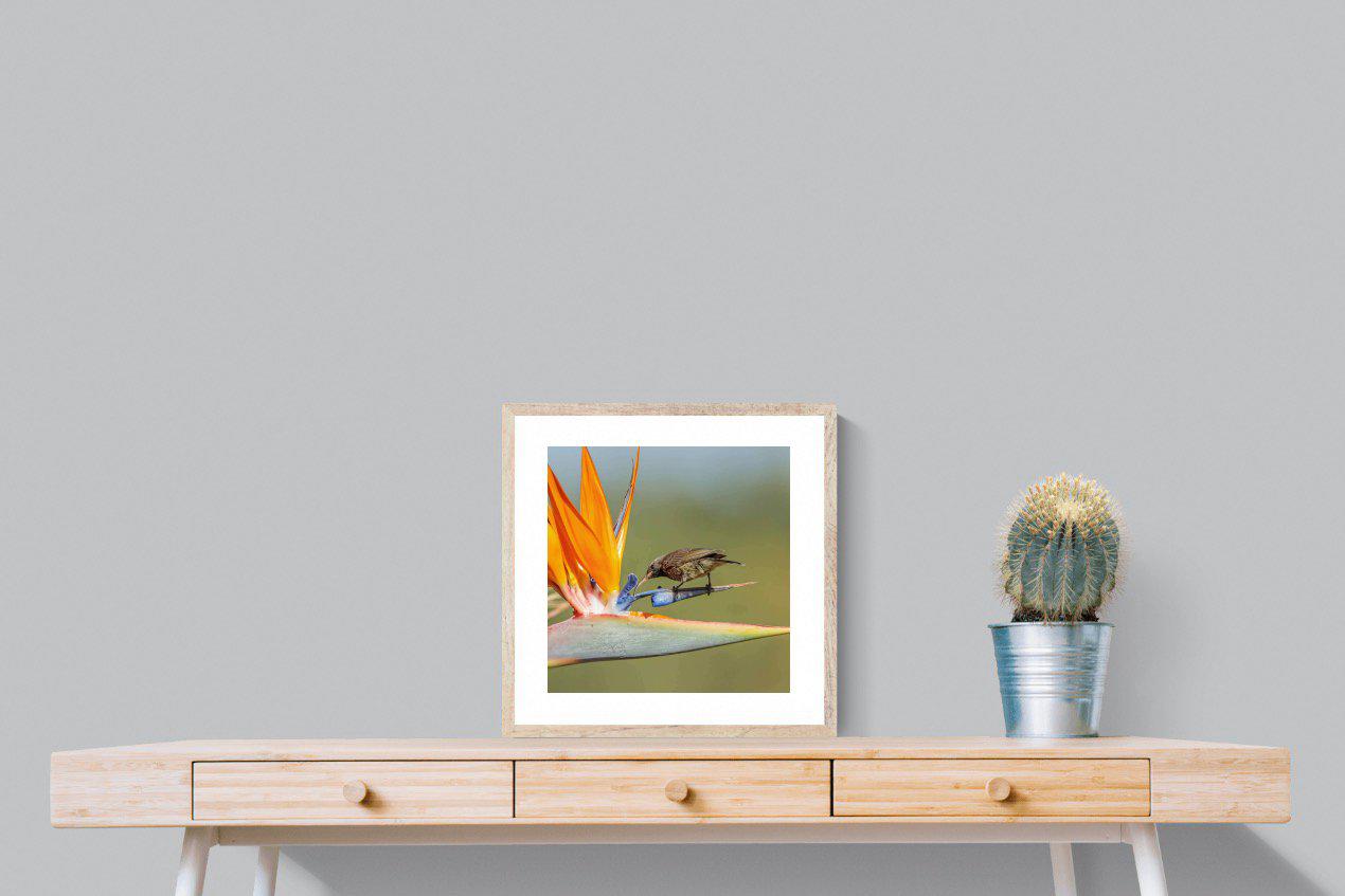 Hummingbird-Wall_Art-50 x 50cm-Framed Print-Wood-Pixalot