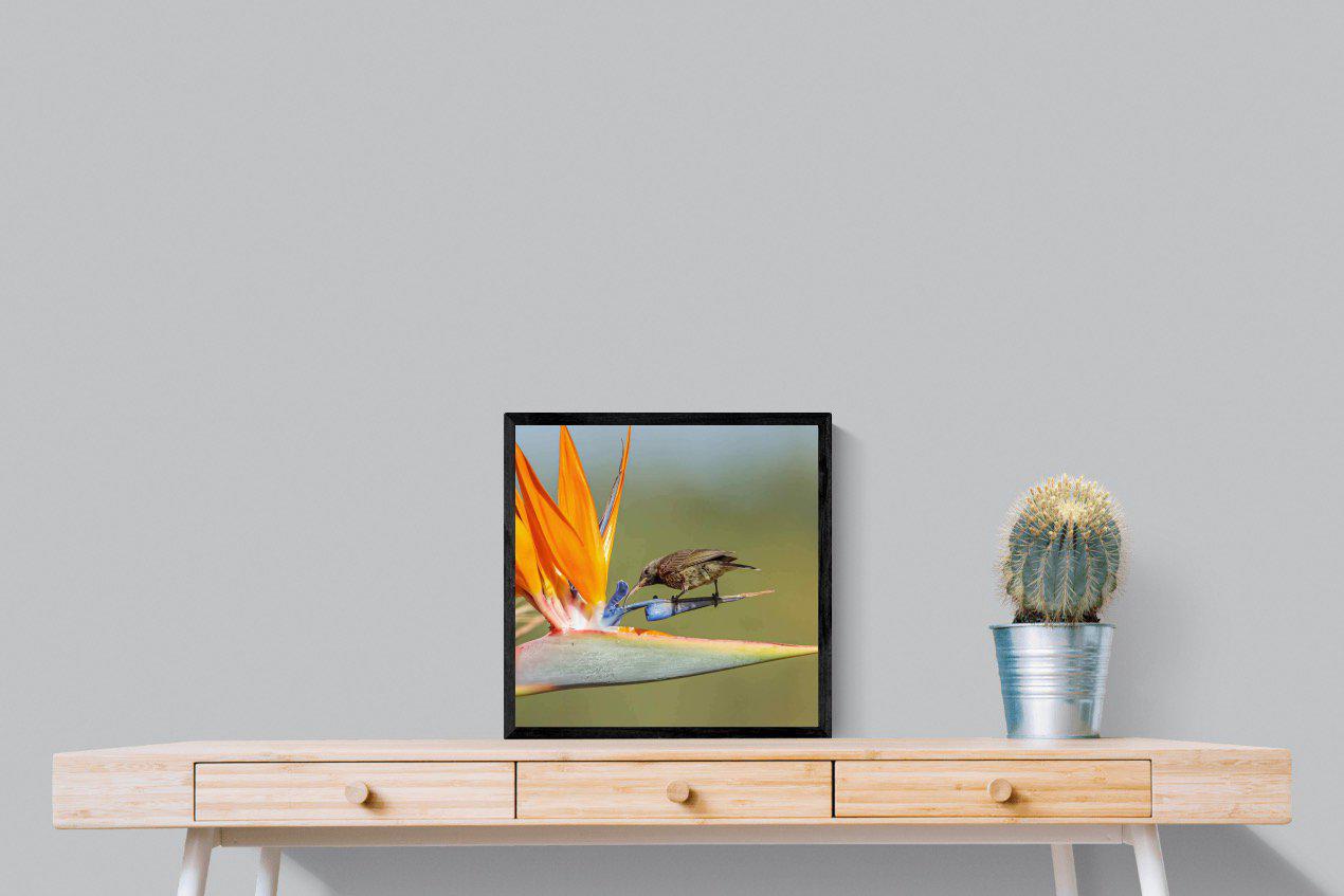 Hummingbird-Wall_Art-50 x 50cm-Mounted Canvas-Black-Pixalot
