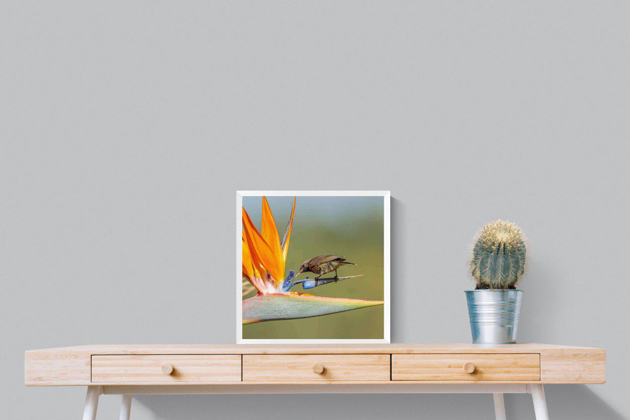 Hummingbird-Wall_Art-50 x 50cm-Mounted Canvas-White-Pixalot