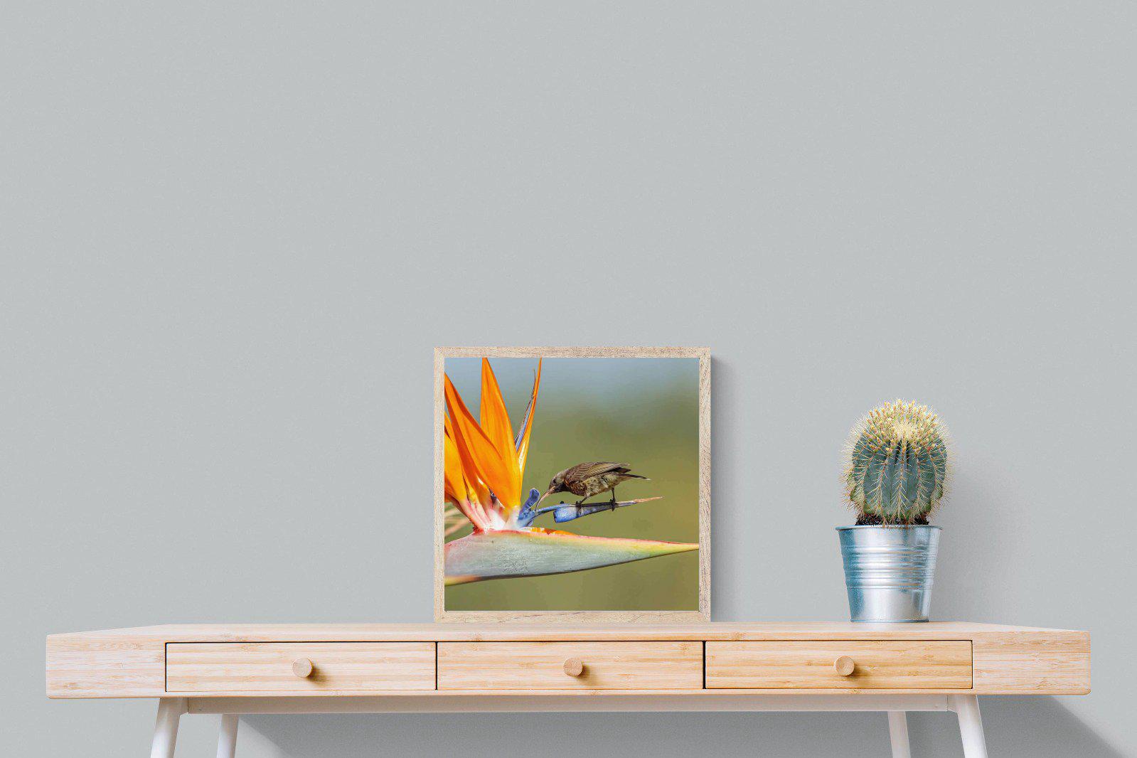 Hummingbird-Wall_Art-50 x 50cm-Mounted Canvas-Wood-Pixalot