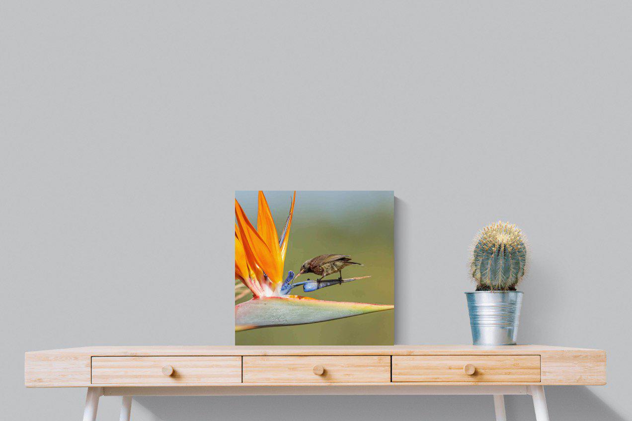 Hummingbird-Wall_Art-50 x 50cm-Mounted Canvas-No Frame-Pixalot