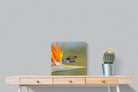 Hummingbird-Wall_Art-50 x 50cm-Mounted Canvas-No Frame-Pixalot