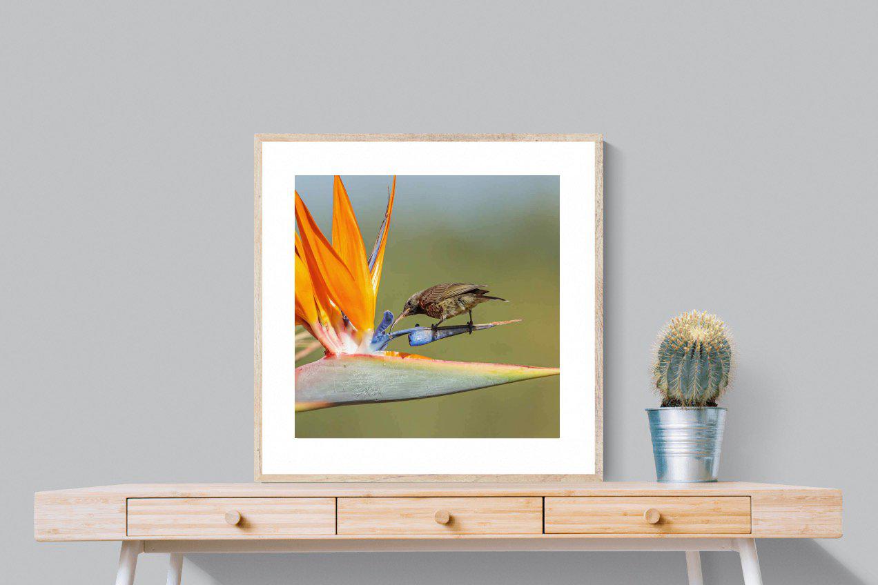 Hummingbird-Wall_Art-80 x 80cm-Framed Print-Wood-Pixalot