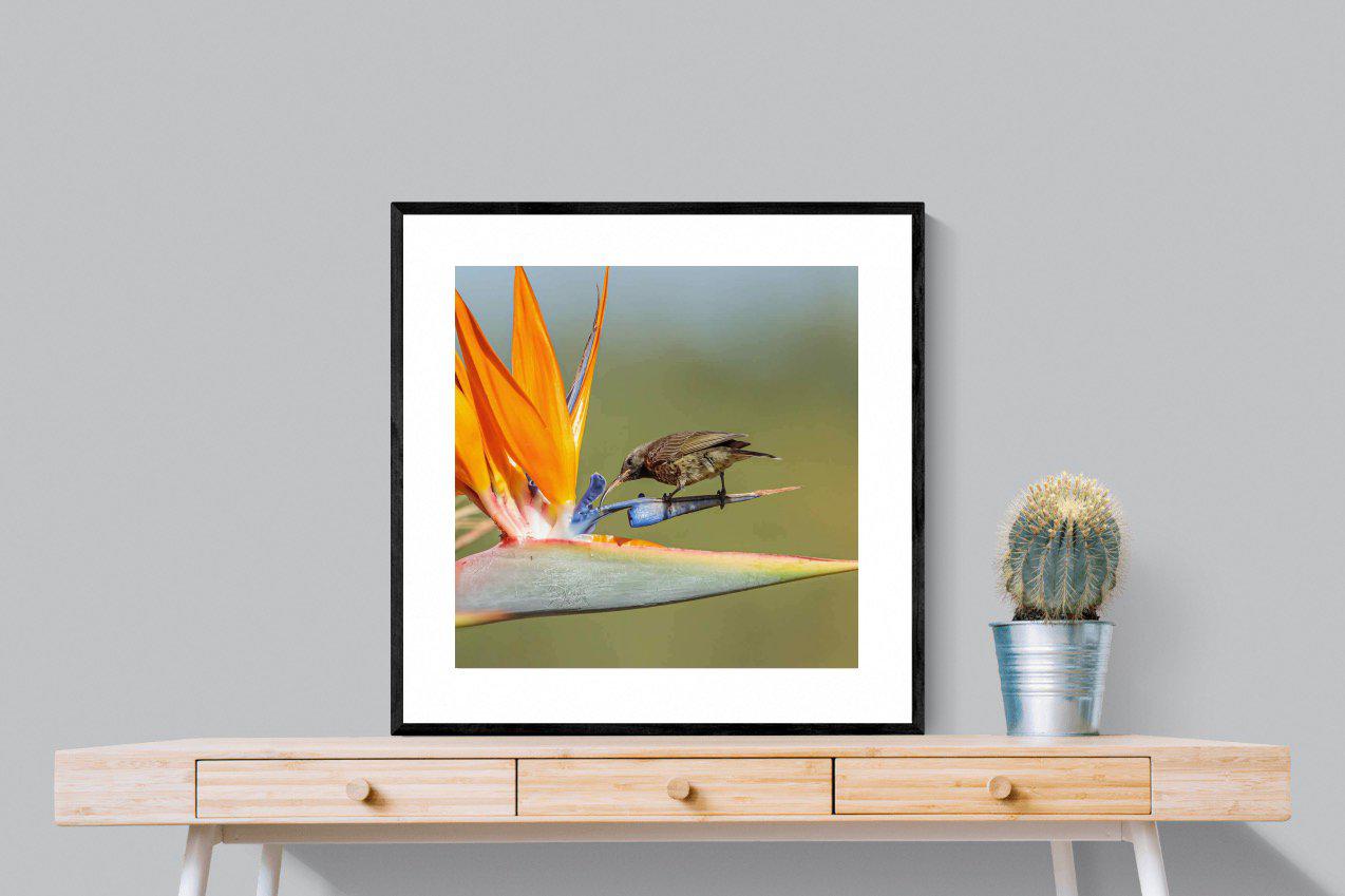Hummingbird-Wall_Art-80 x 80cm-Framed Print-Black-Pixalot