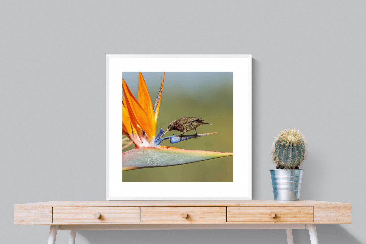 Hummingbird-Wall_Art-80 x 80cm-Framed Print-White-Pixalot