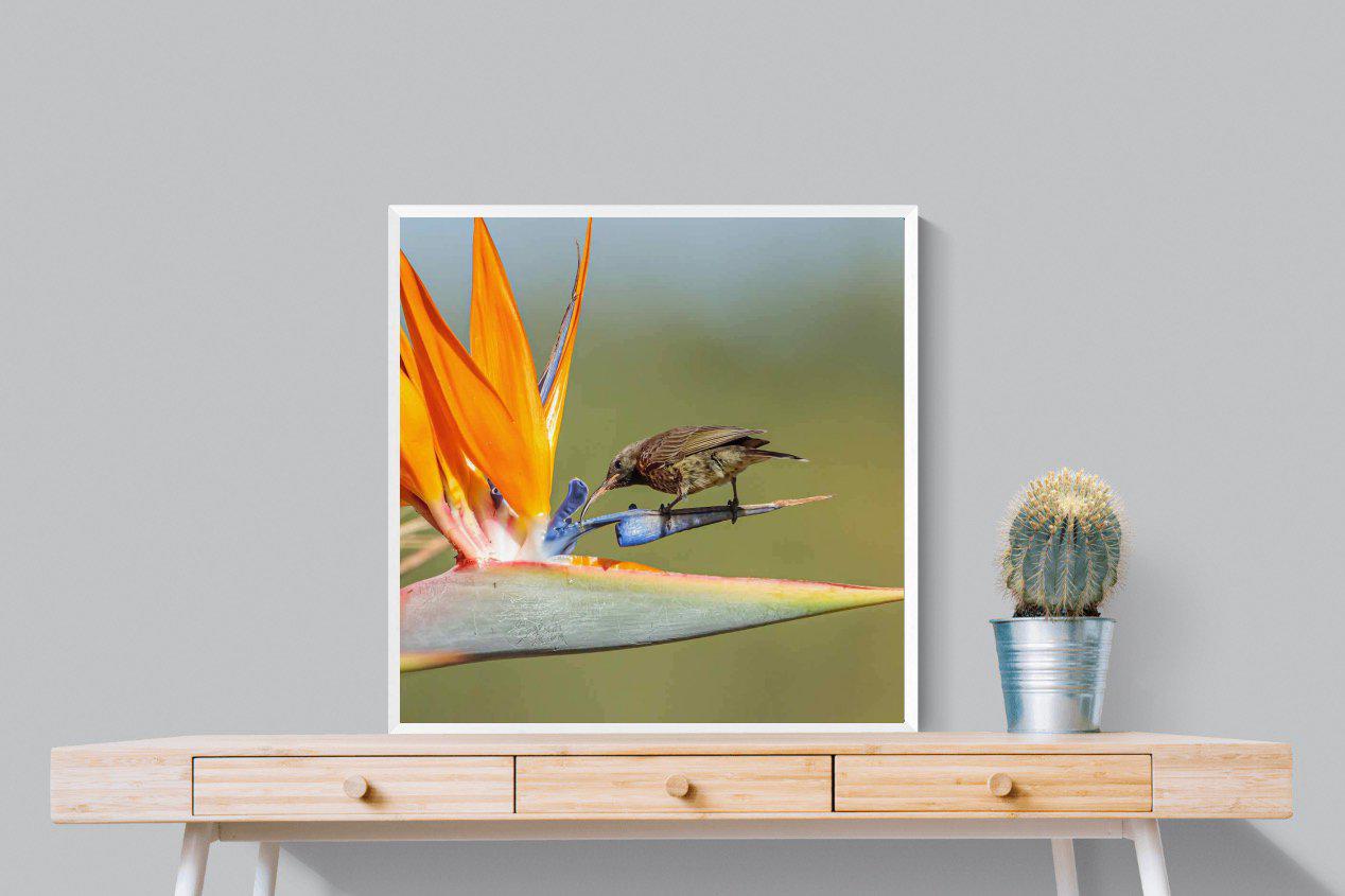 Hummingbird-Wall_Art-80 x 80cm-Mounted Canvas-White-Pixalot