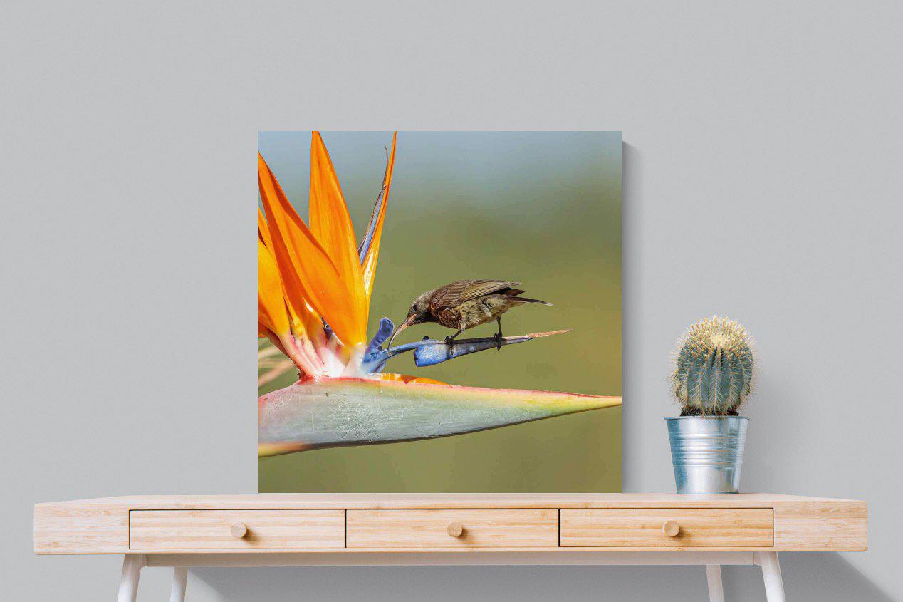Hummingbird-Wall_Art-80 x 80cm-Mounted Canvas-No Frame-Pixalot