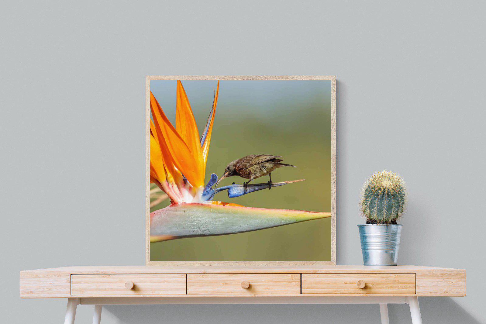 Hummingbird-Wall_Art-80 x 80cm-Mounted Canvas-Wood-Pixalot