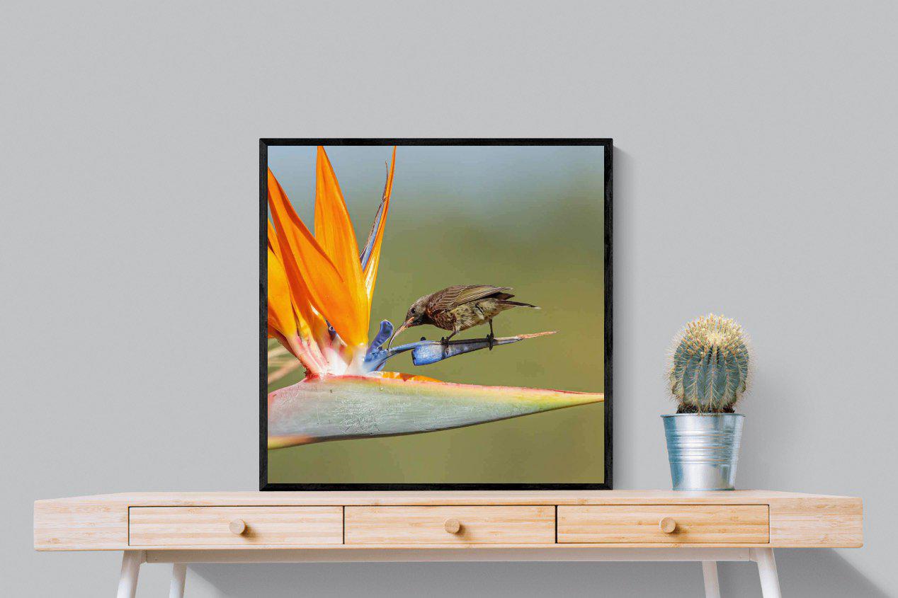 Hummingbird-Wall_Art-80 x 80cm-Mounted Canvas-Black-Pixalot