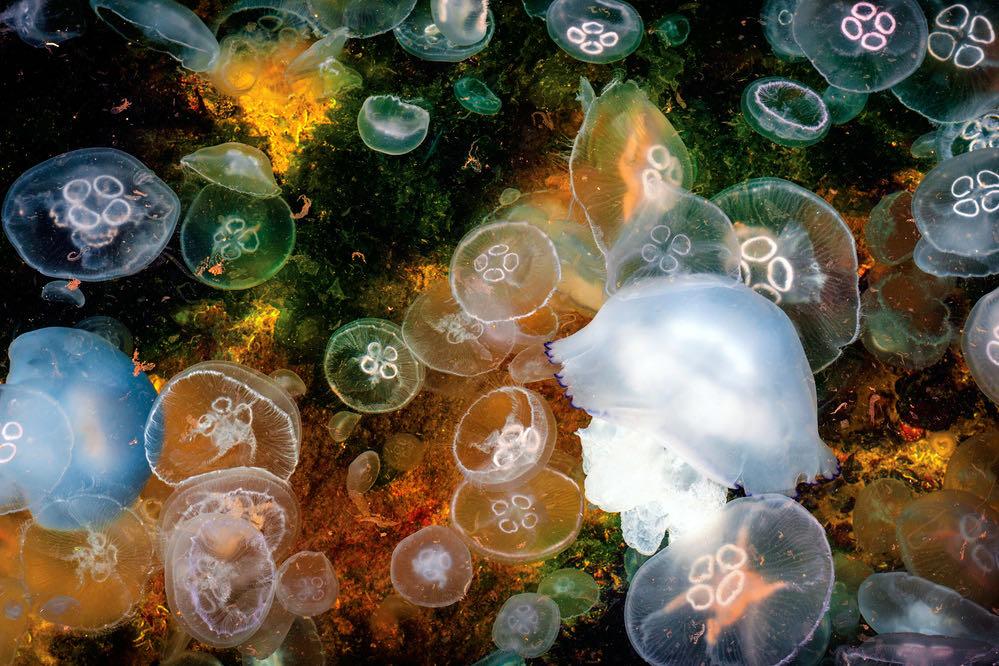 Jellyfish Smack-Wall_Art-Pixalot