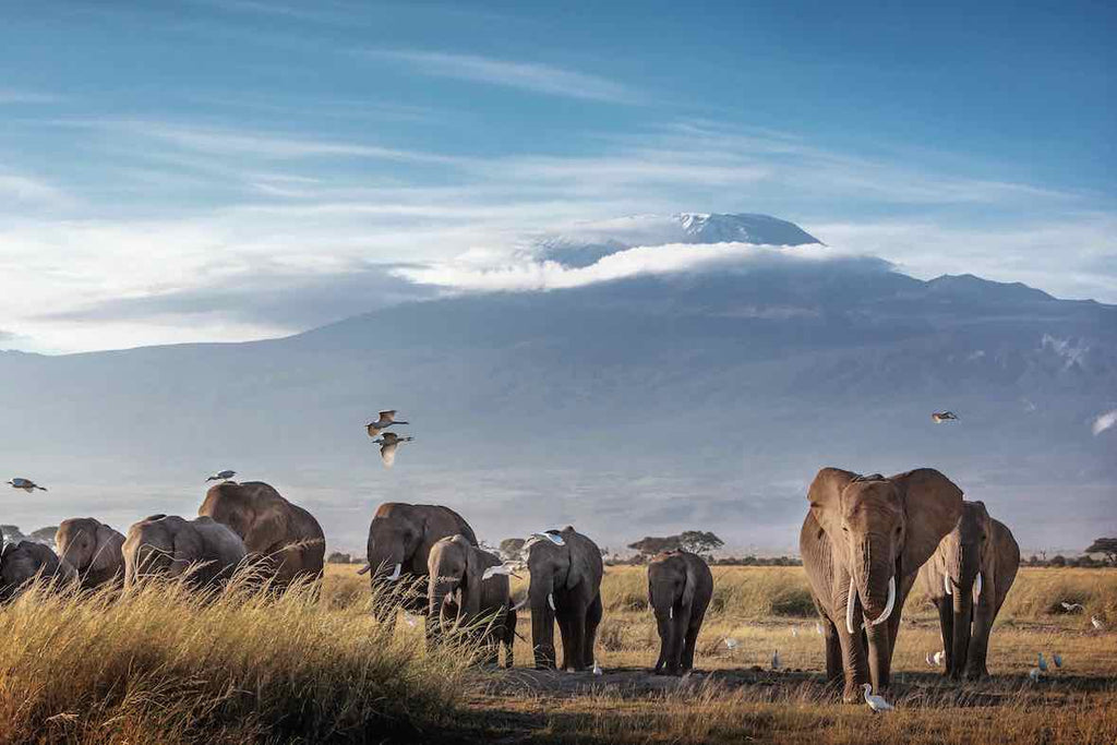 Kilimanjaro Elephants-Wall_Art-Pixalot