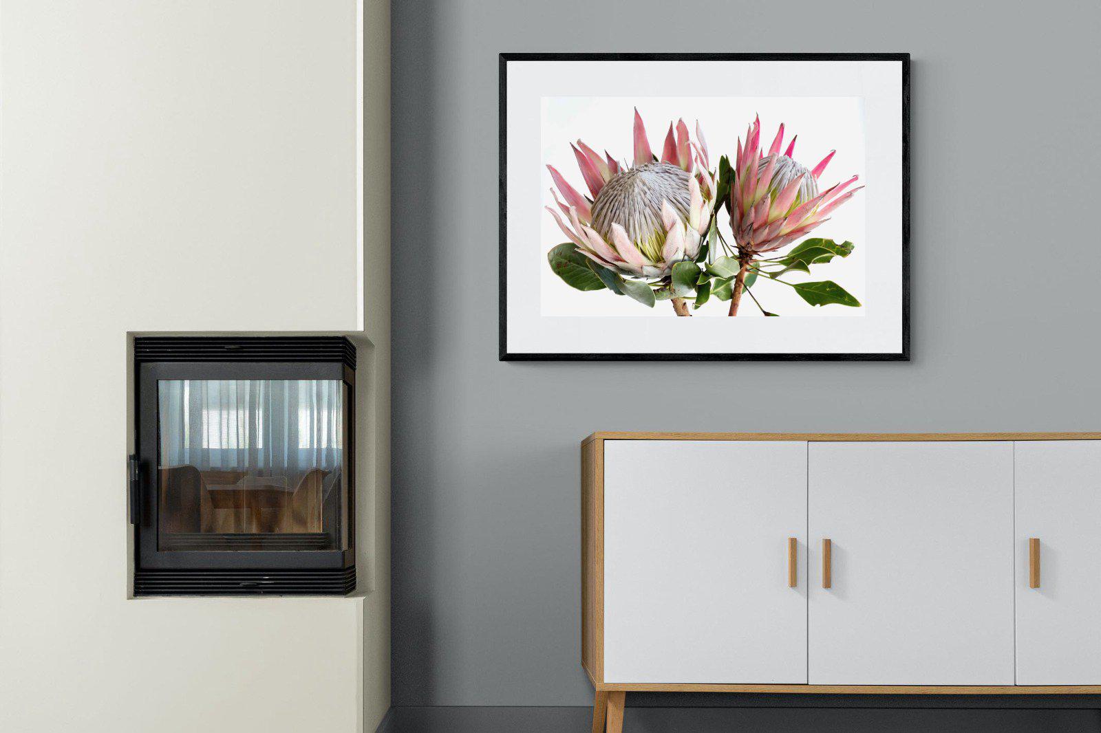 King Proteas-Wall_Art-100 x 75cm-Framed Print-Black-Pixalot