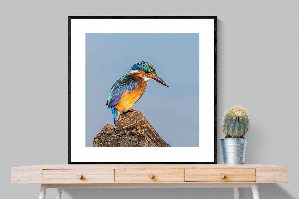 Kingfisher-Wall_Art-100 x 100cm-Framed Print-Black-Pixalot