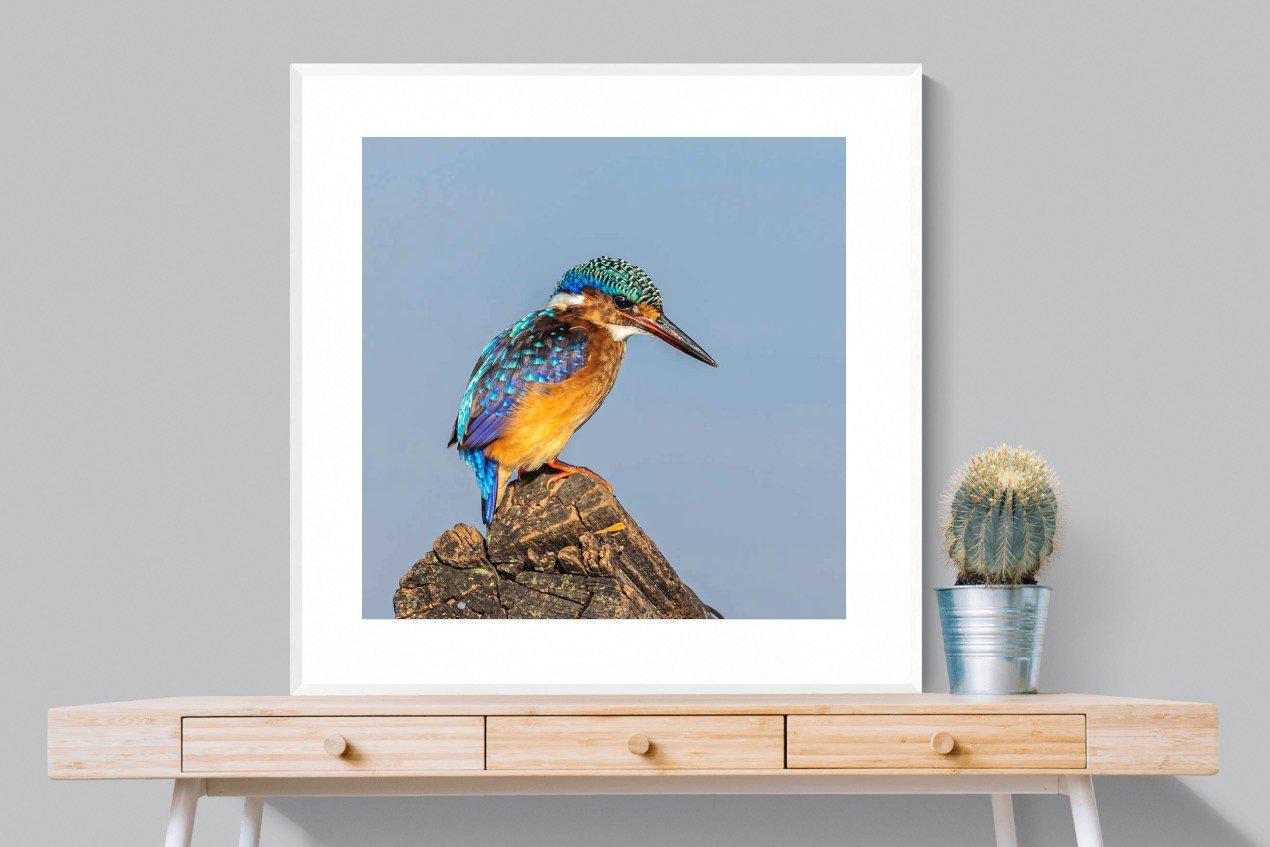 Kingfisher-Wall_Art-100 x 100cm-Framed Print-White-Pixalot