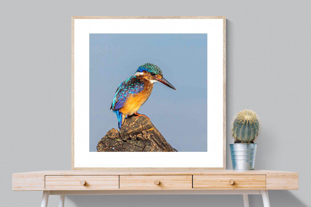 Kingfisher-Wall_Art-100 x 100cm-Framed Print-Wood-Pixalot