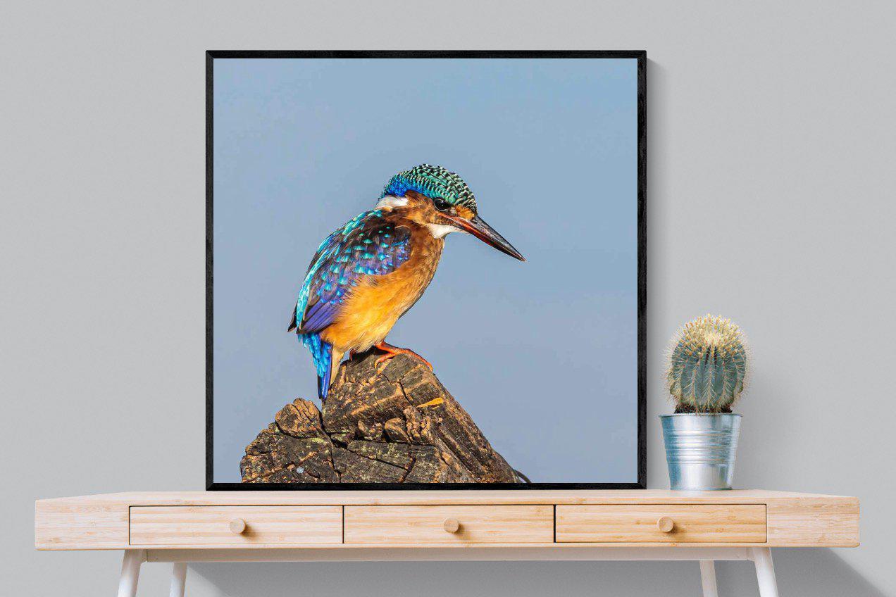 Kingfisher-Wall_Art-100 x 100cm-Mounted Canvas-Black-Pixalot