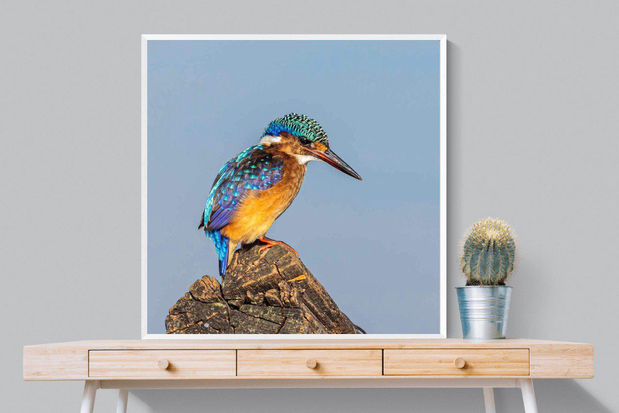 Kingfisher-Wall_Art-100 x 100cm-Mounted Canvas-White-Pixalot