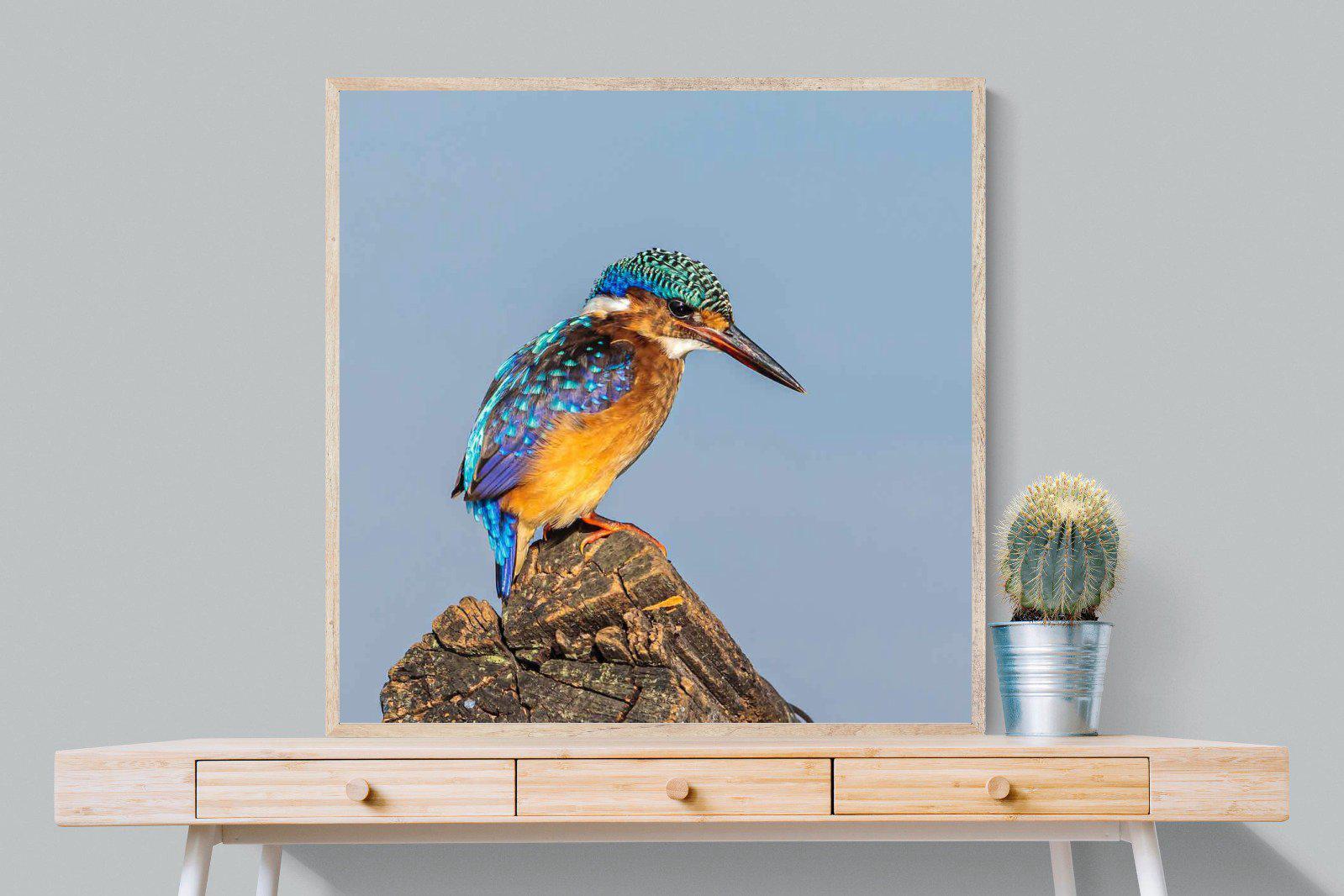 Kingfisher-Wall_Art-100 x 100cm-Mounted Canvas-Wood-Pixalot