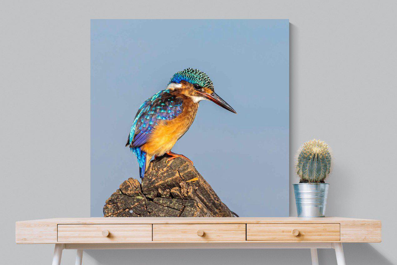 Kingfisher-Wall_Art-100 x 100cm-Mounted Canvas-No Frame-Pixalot