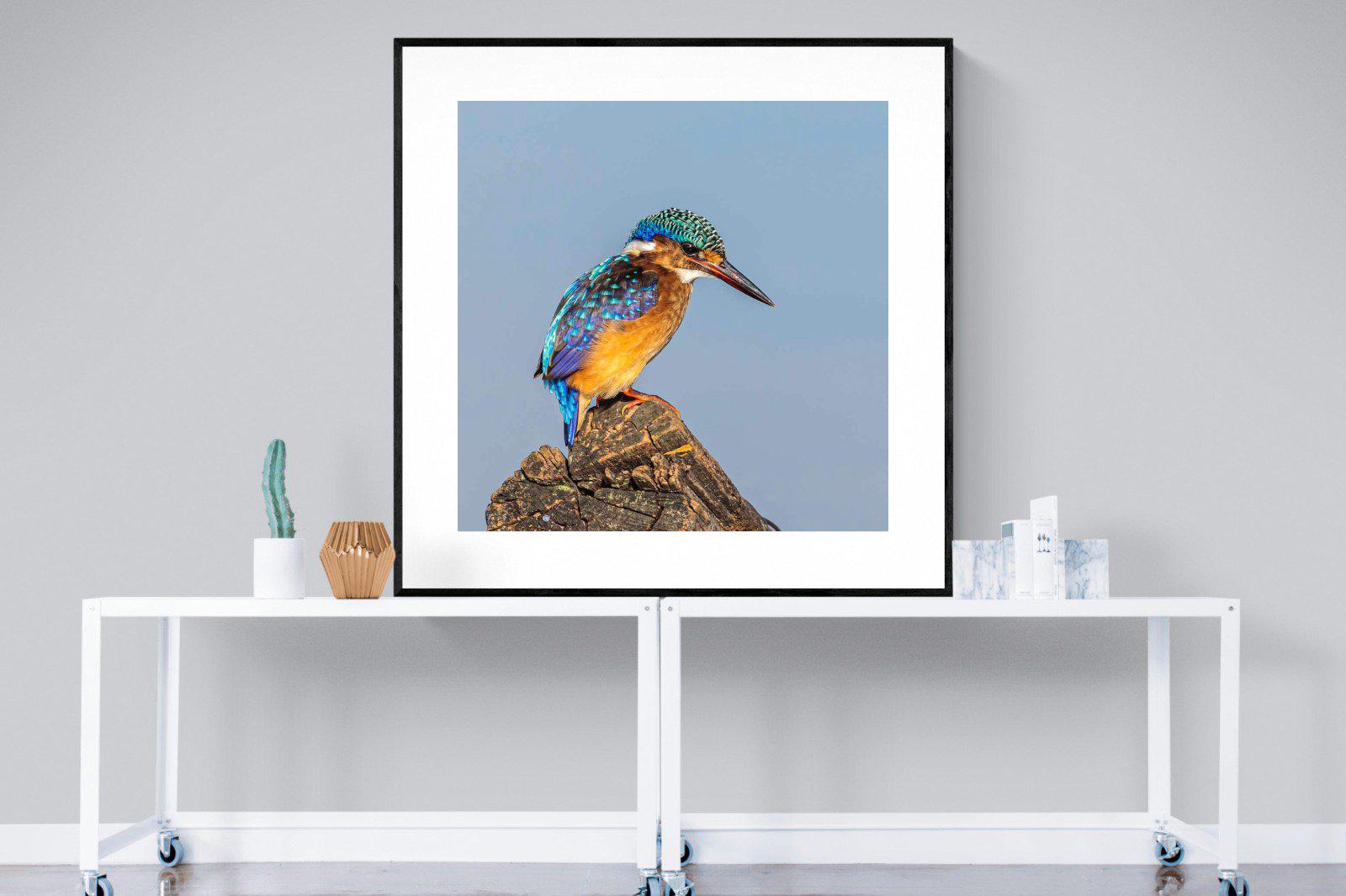 Kingfisher-Wall_Art-120 x 120cm-Framed Print-Black-Pixalot