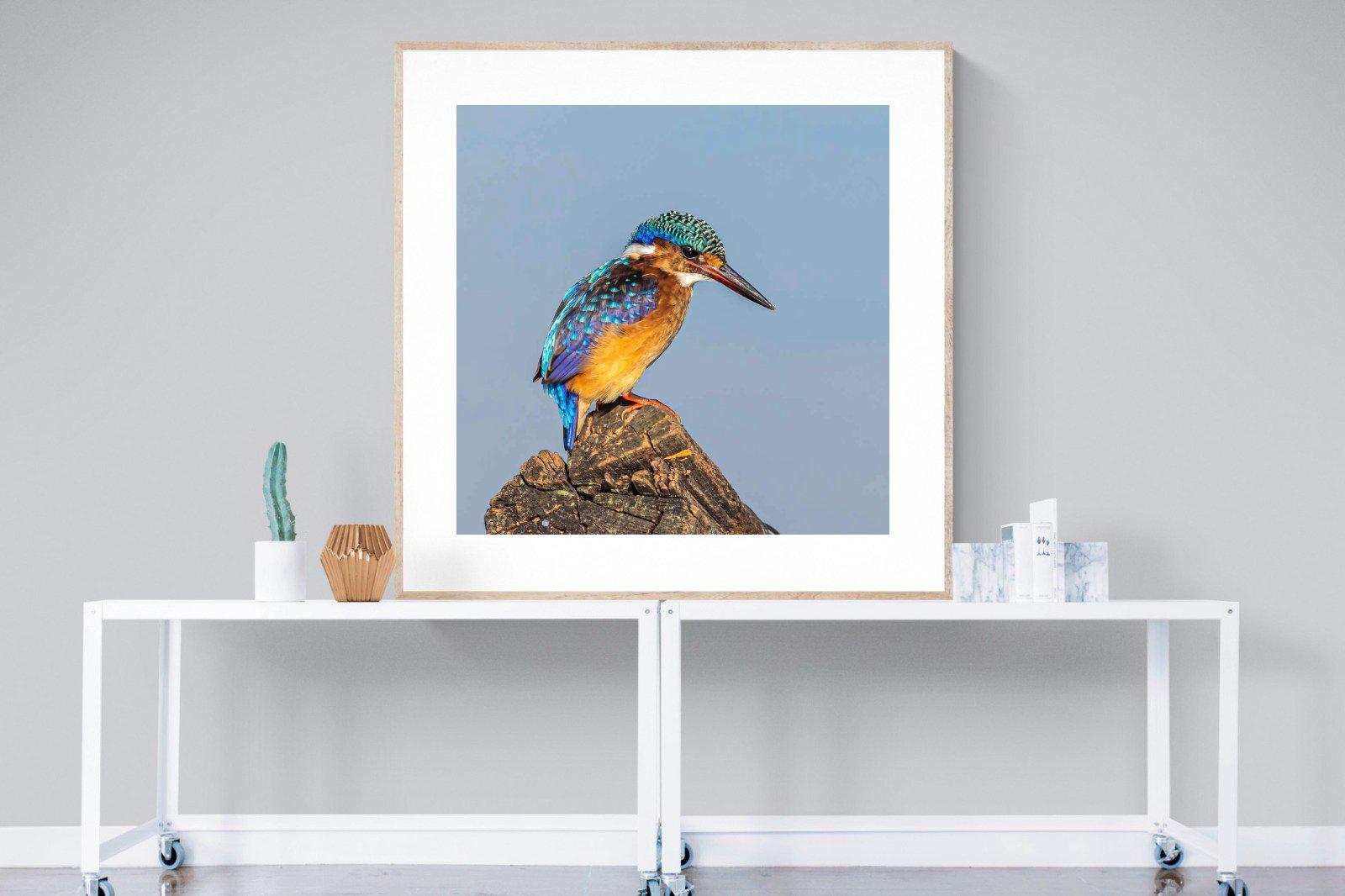 Kingfisher-Wall_Art-120 x 120cm-Framed Print-Wood-Pixalot