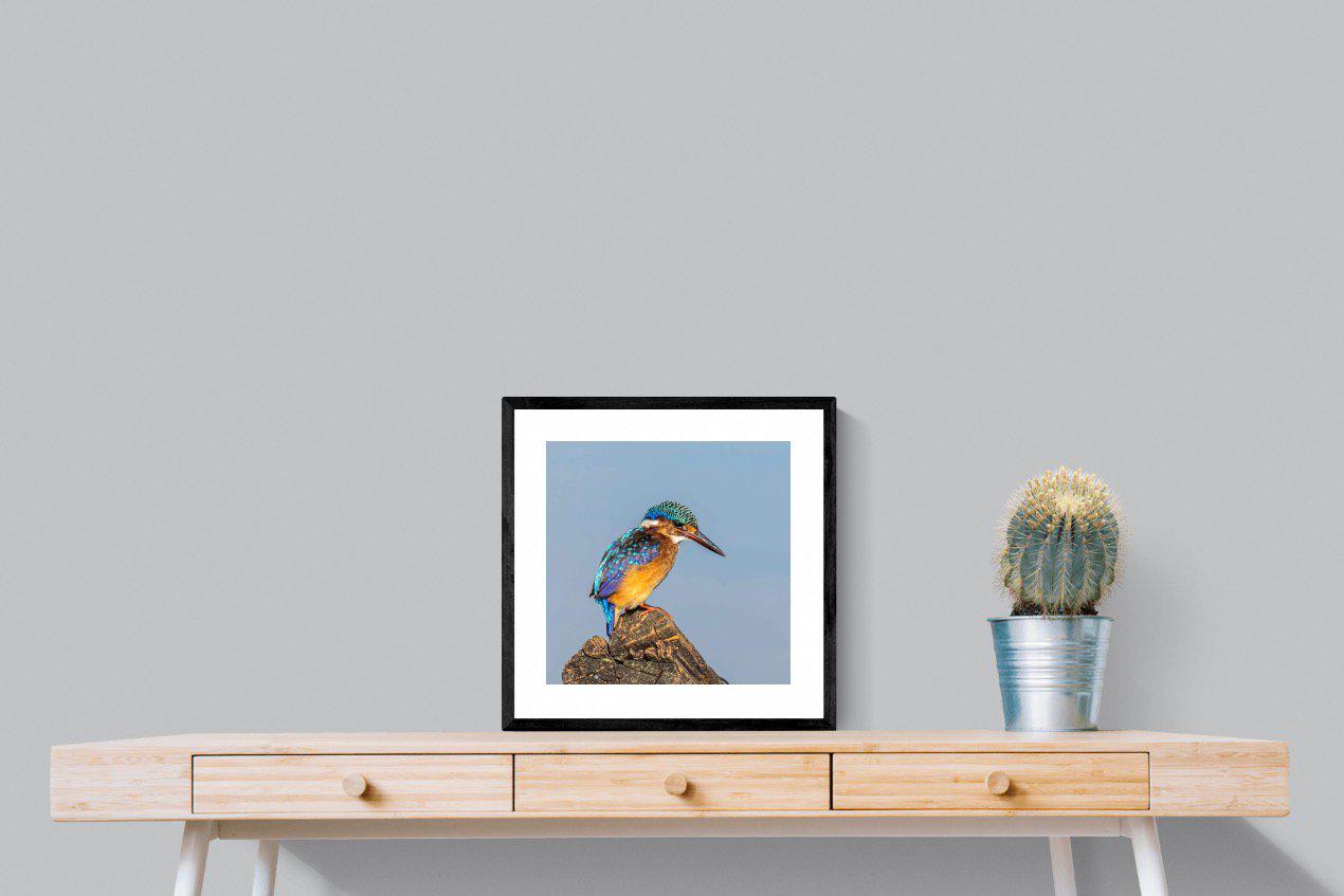 Kingfisher-Wall_Art-50 x 50cm-Framed Print-Black-Pixalot