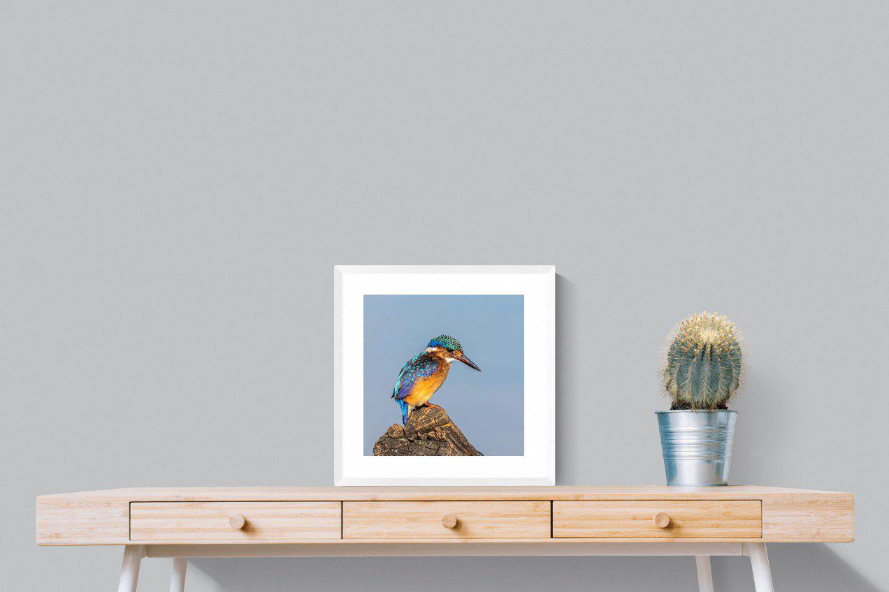 Kingfisher-Wall_Art-50 x 50cm-Framed Print-White-Pixalot