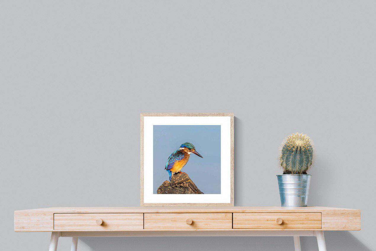 Kingfisher-Wall_Art-50 x 50cm-Framed Print-Wood-Pixalot