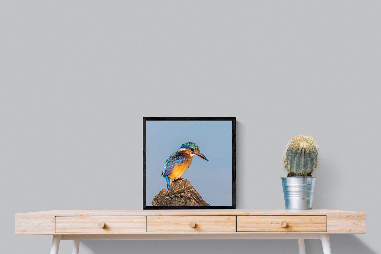 Kingfisher-Wall_Art-50 x 50cm-Mounted Canvas-Black-Pixalot