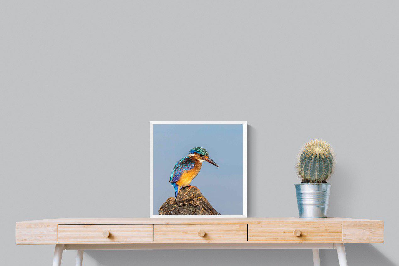 Kingfisher-Wall_Art-50 x 50cm-Mounted Canvas-White-Pixalot