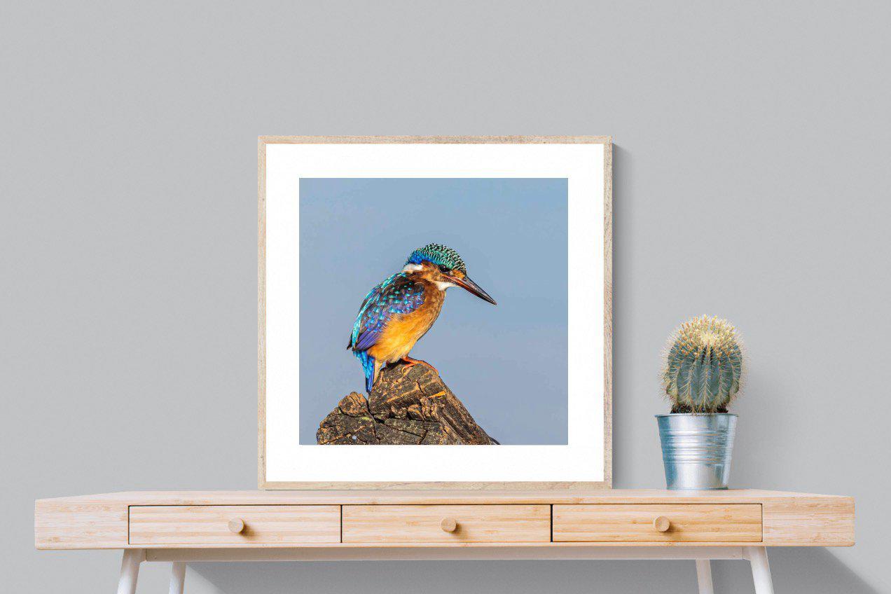 Kingfisher-Wall_Art-80 x 80cm-Framed Print-Wood-Pixalot