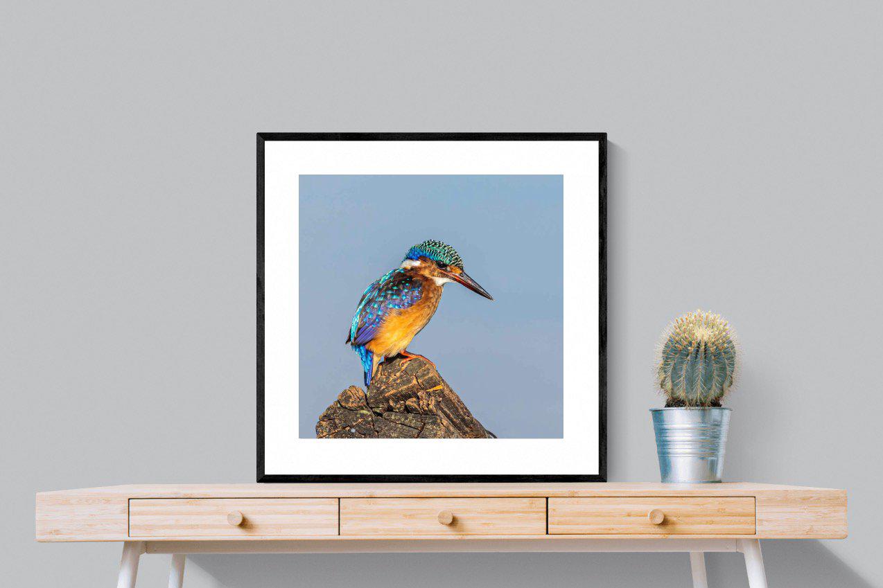 Kingfisher-Wall_Art-80 x 80cm-Framed Print-Black-Pixalot