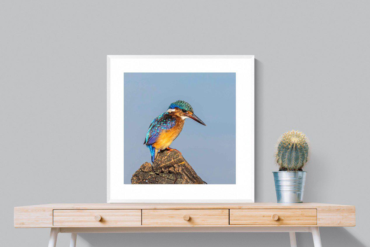 Kingfisher-Wall_Art-80 x 80cm-Framed Print-White-Pixalot
