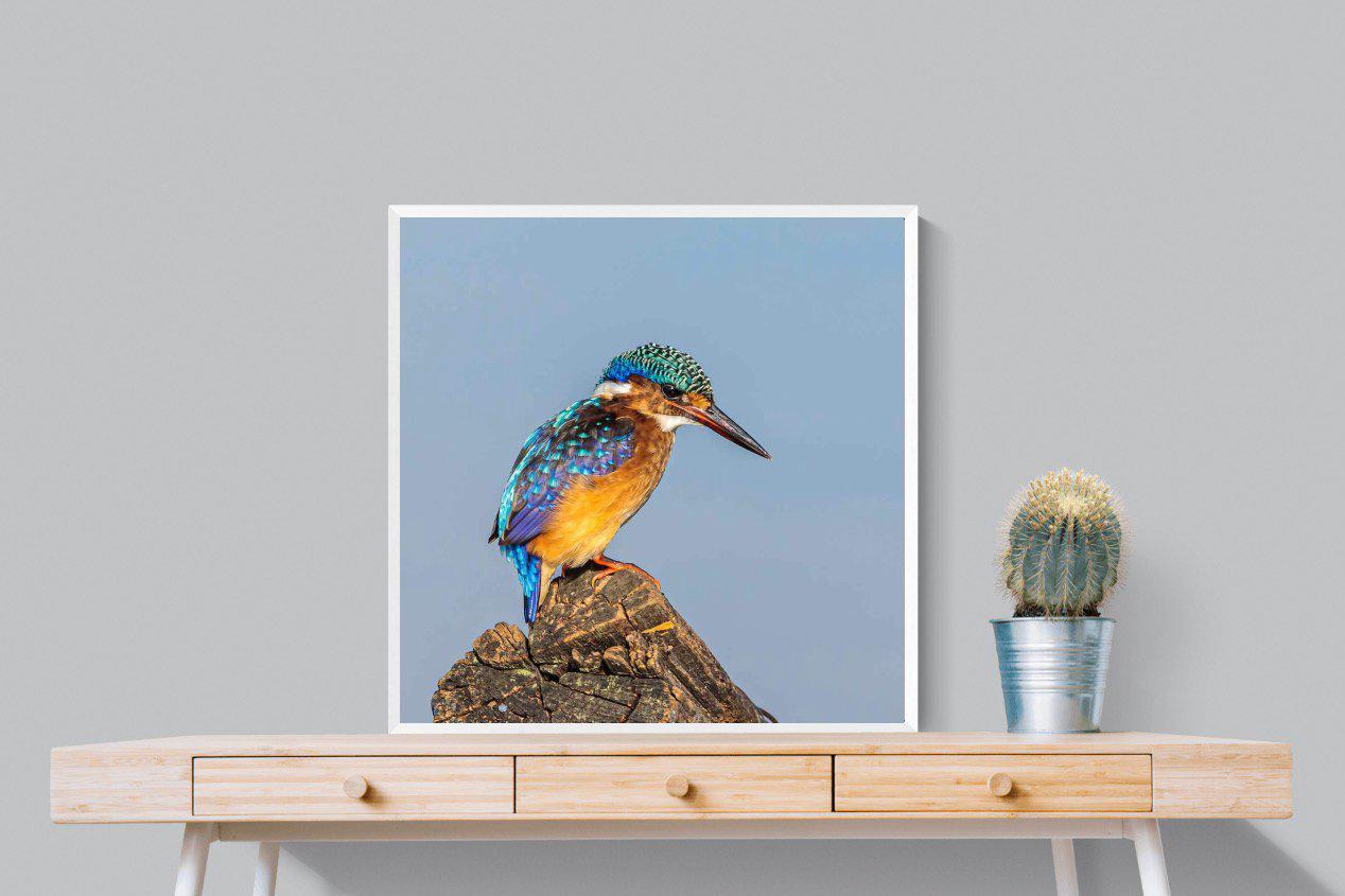 Kingfisher-Wall_Art-80 x 80cm-Mounted Canvas-White-Pixalot