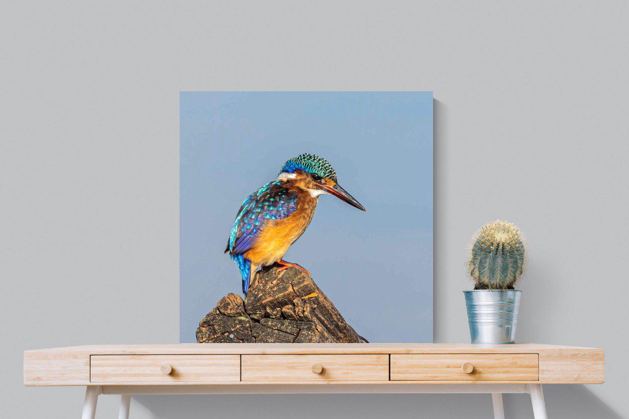 Kingfisher-Wall_Art-80 x 80cm-Mounted Canvas-No Frame-Pixalot