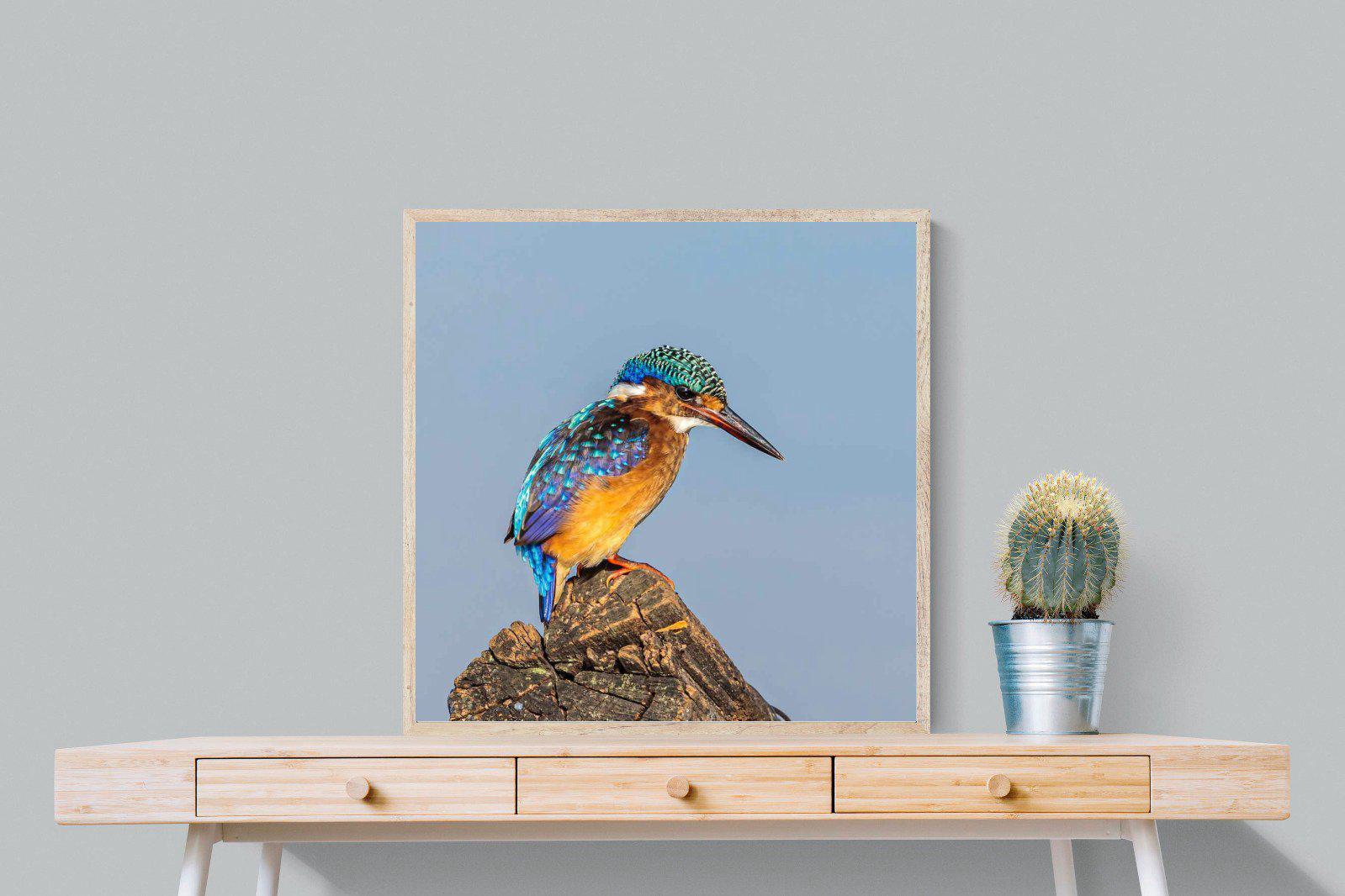 Kingfisher-Wall_Art-80 x 80cm-Mounted Canvas-Wood-Pixalot