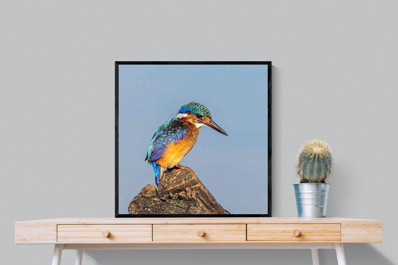 Kingfisher-Wall_Art-80 x 80cm-Mounted Canvas-Black-Pixalot
