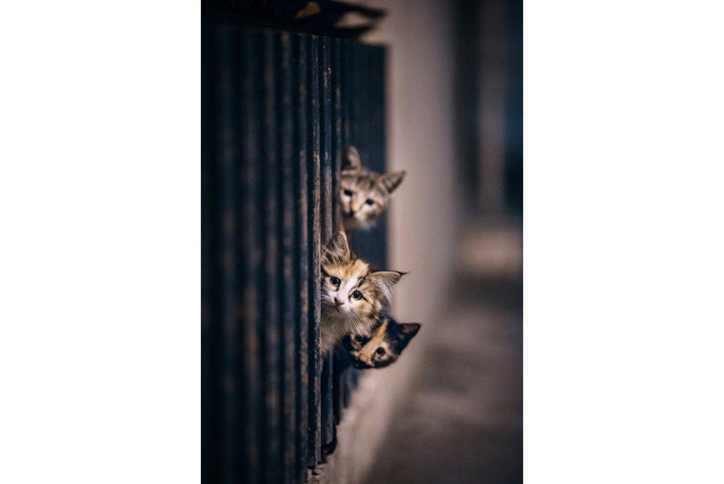 Kitten Call-Wall_Art-Pixalot