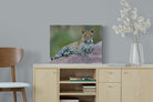 Laying Leopard-Wall_Art-60 x 45cm-Mounted Canvas-No Frame-Pixalot