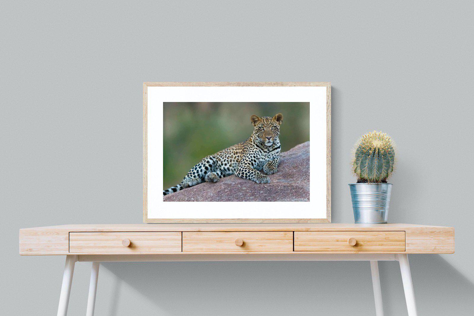 Laying Leopard-Wall_Art-80 x 60cm-Framed Print-Wood-Pixalot