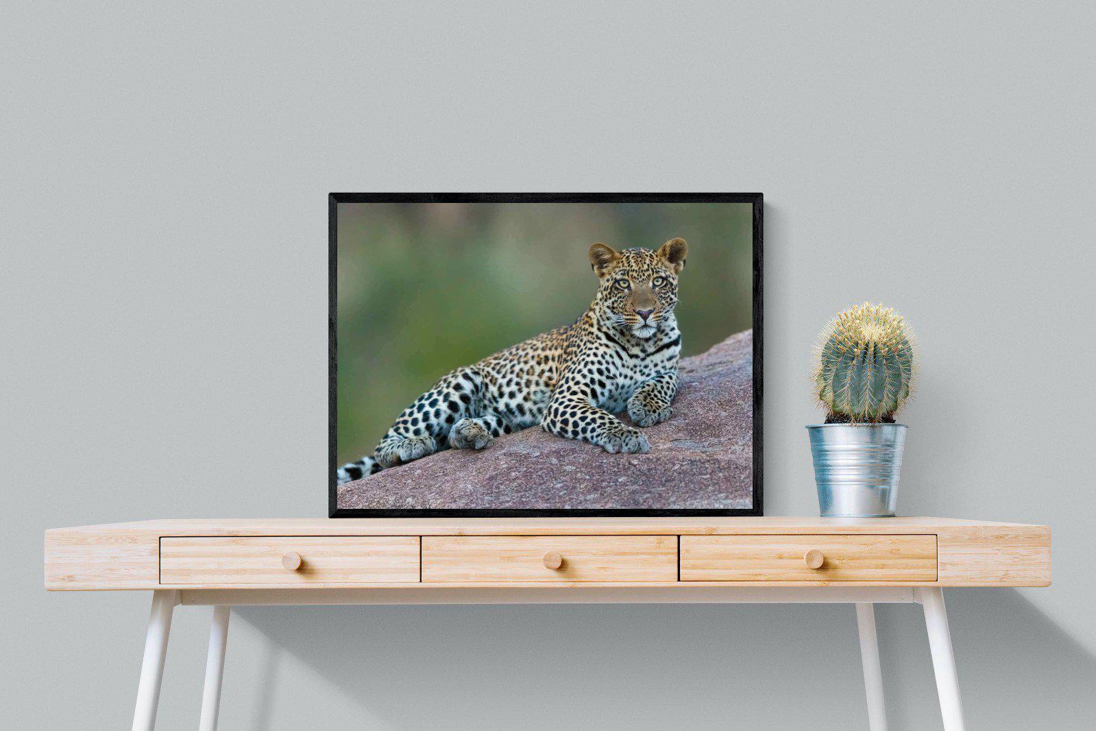 Laying Leopard-Wall_Art-80 x 60cm-Mounted Canvas-Black-Pixalot