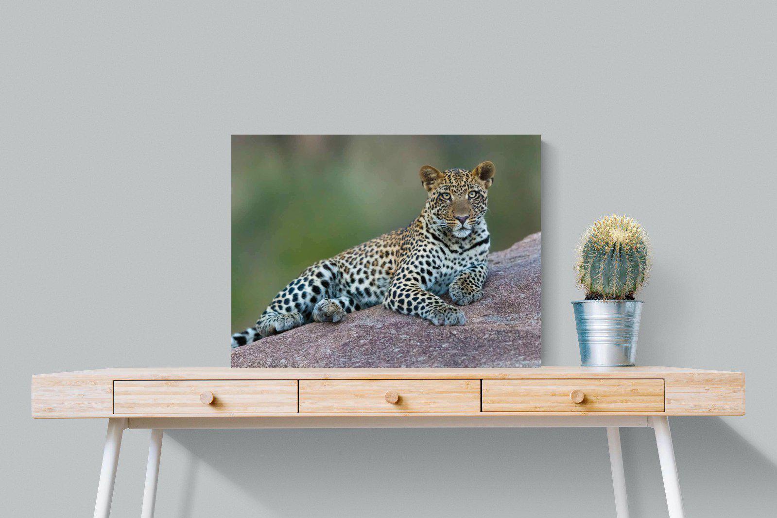 Laying Leopard-Wall_Art-80 x 60cm-Mounted Canvas-No Frame-Pixalot