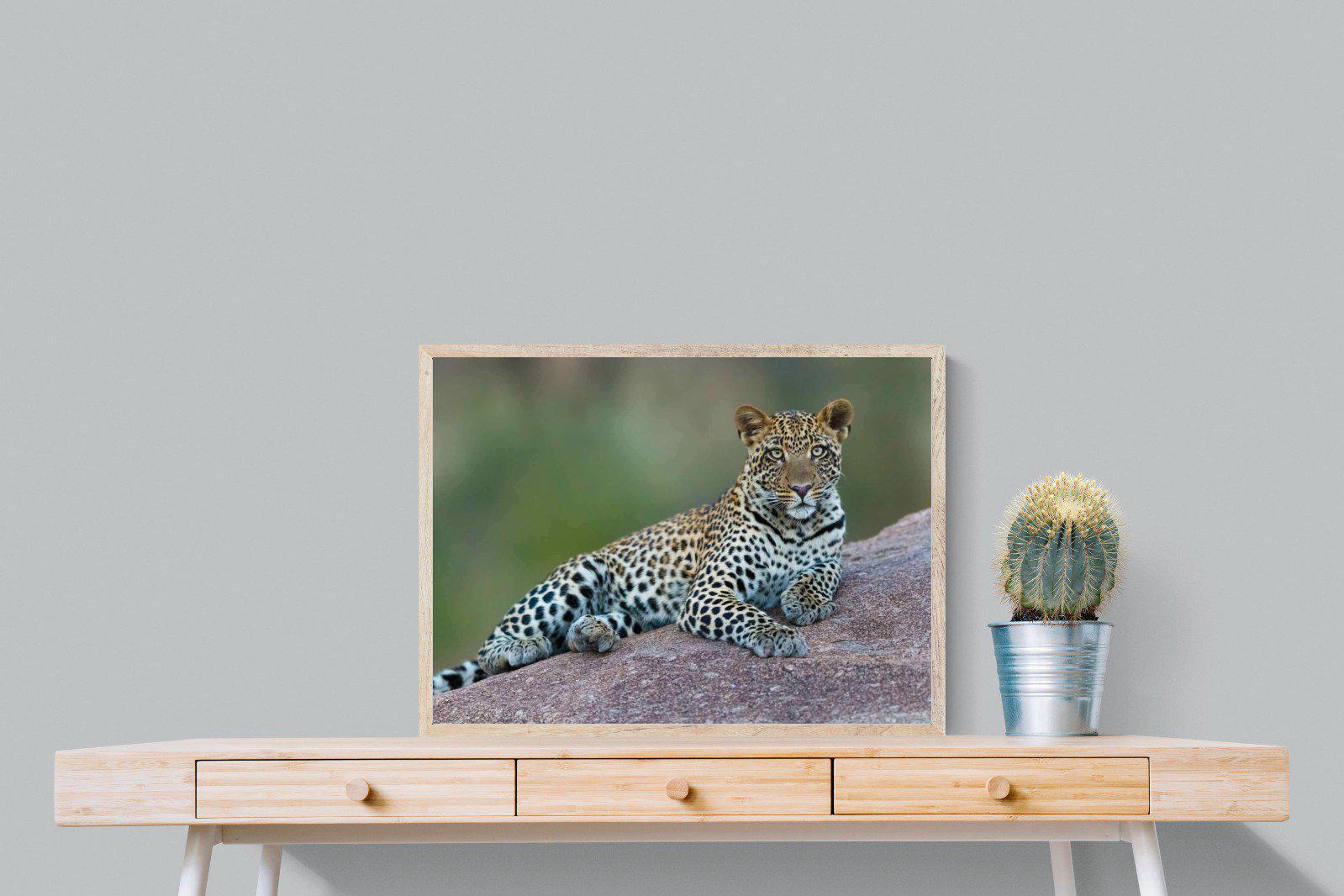 Laying Leopard-Wall_Art-80 x 60cm-Mounted Canvas-Wood-Pixalot